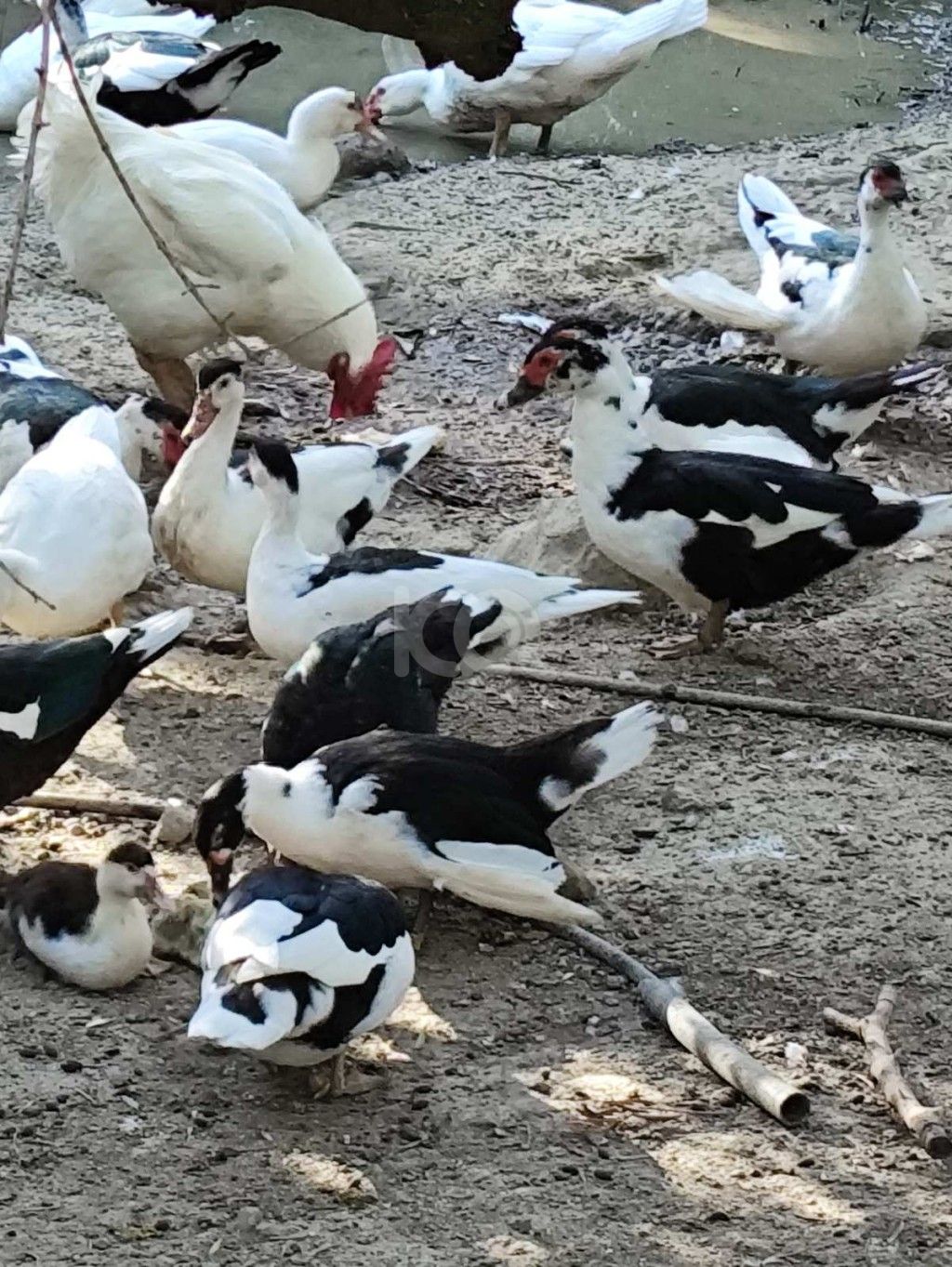 εικόνα αγγελίας