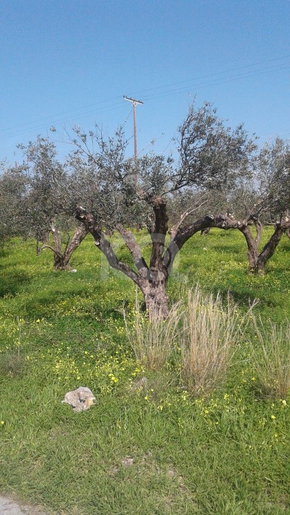 εικόνα αγγελίας