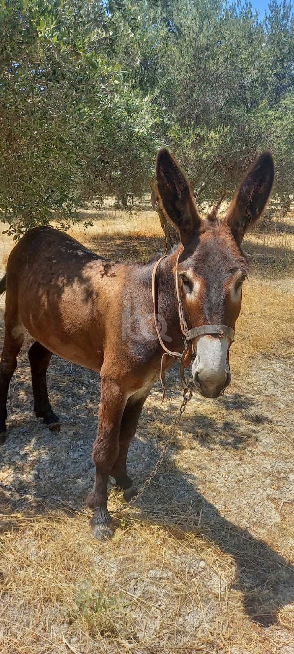 εικόνα αγγελίας