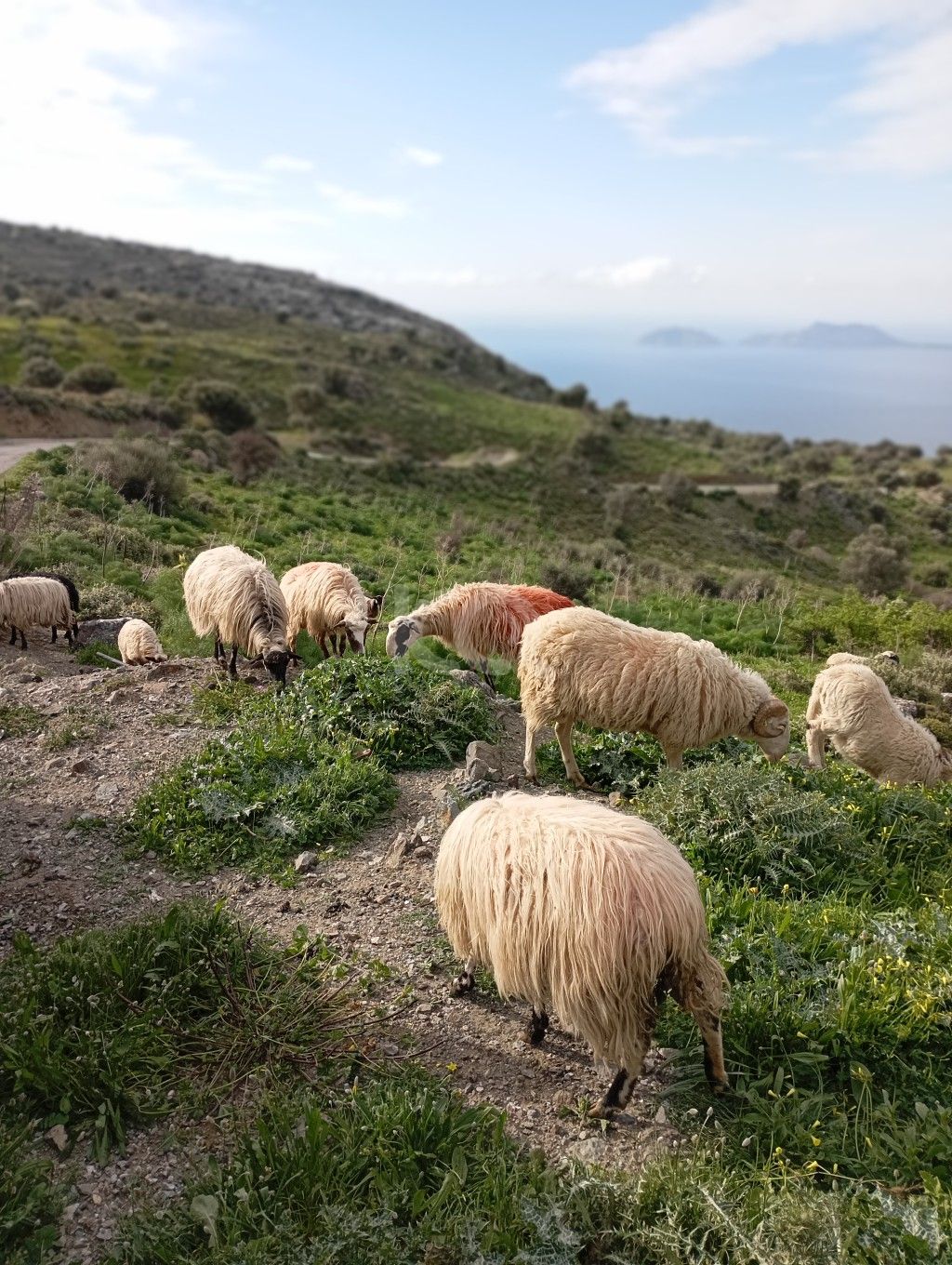 εικόνα αγγελίας