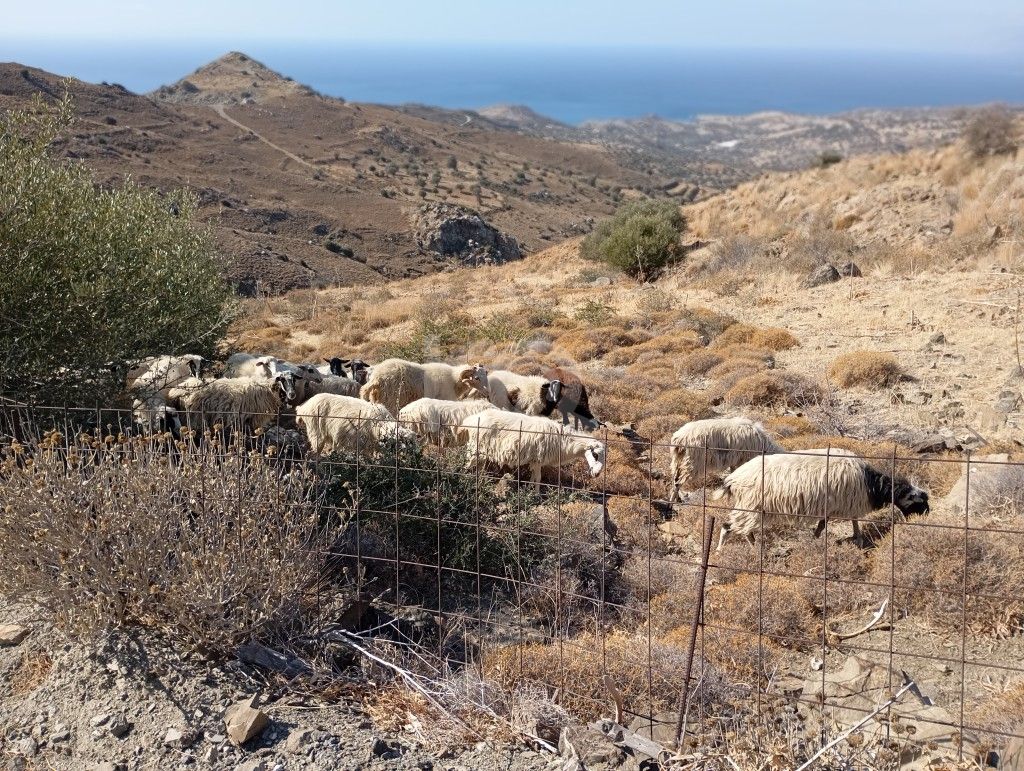 εικόνα αγγελίας