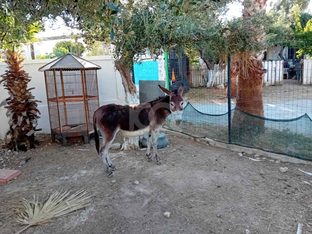 εικόνα αγγελίας