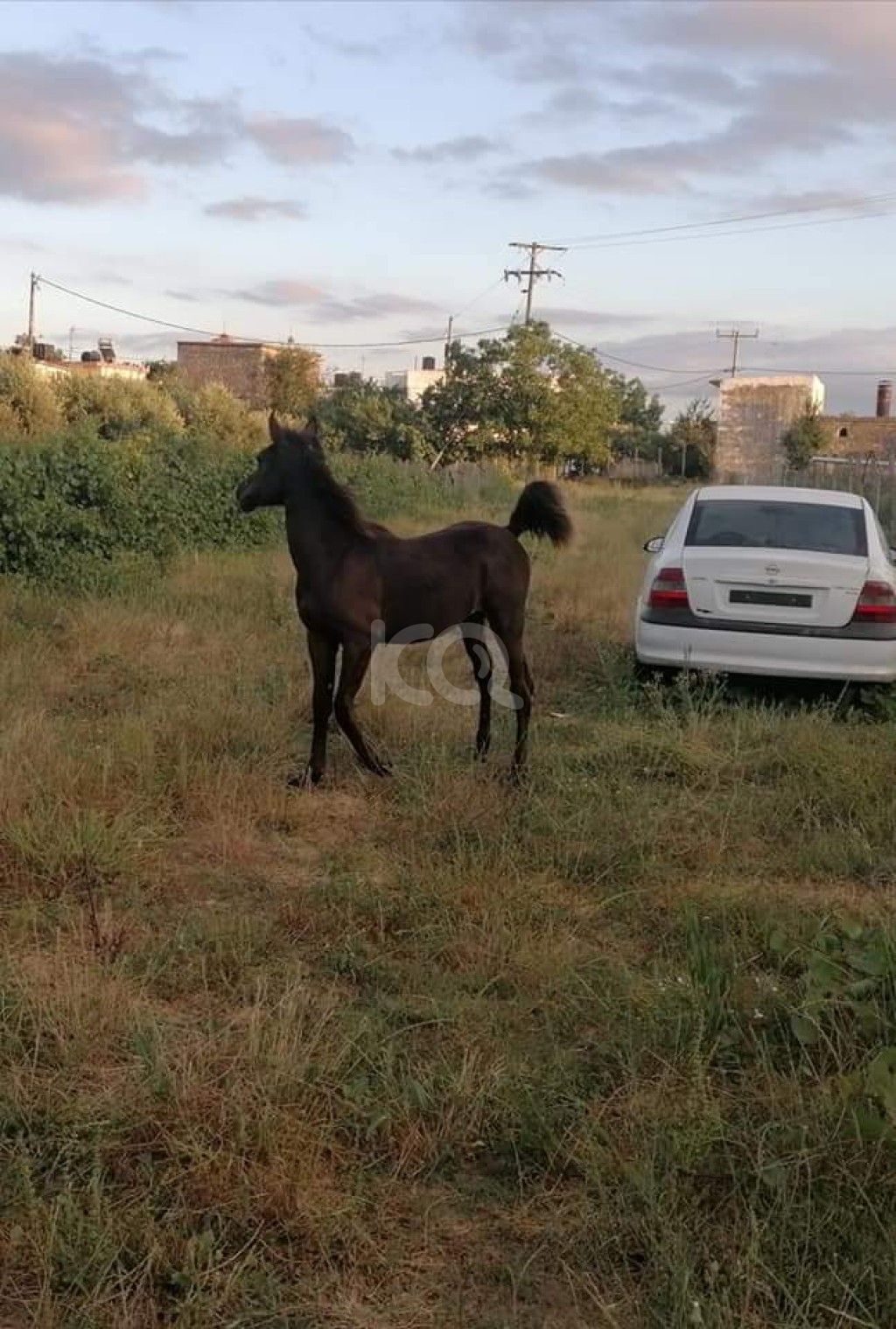 εικόνα αγγελίας