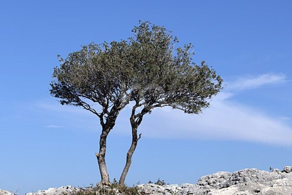 εικόνα αγγελίας